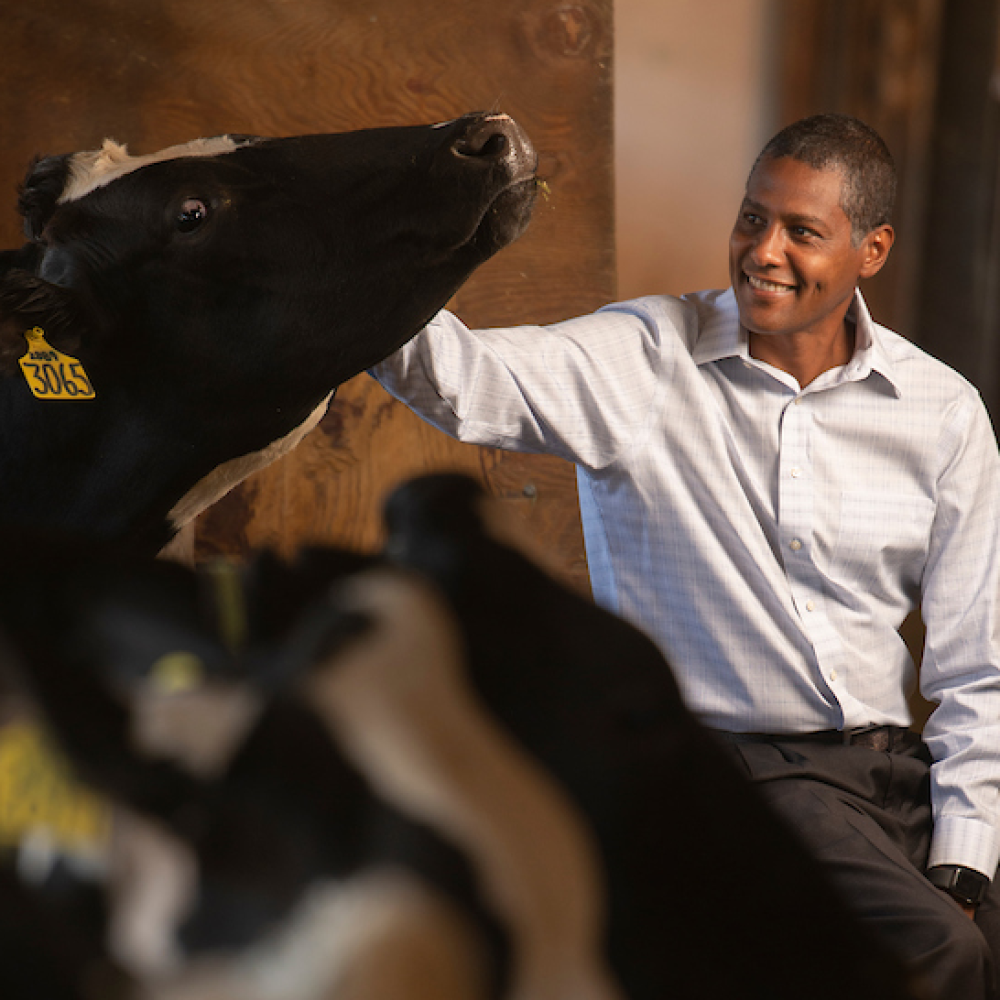 A vet touching a cow