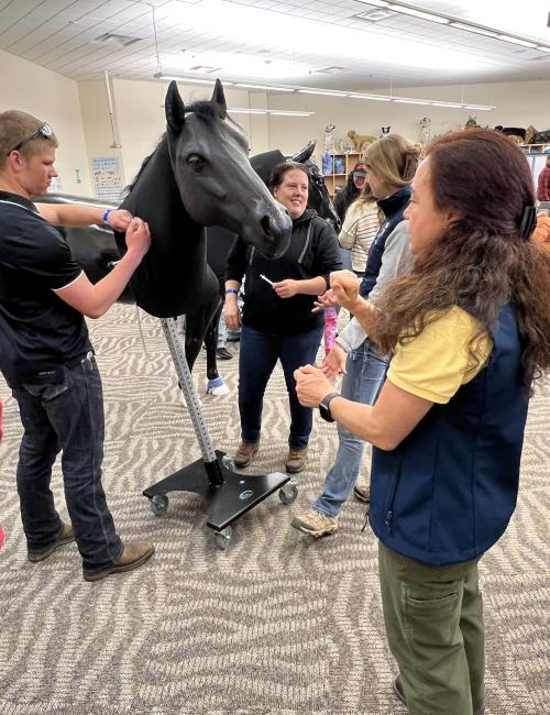 veterinarian teaching injections