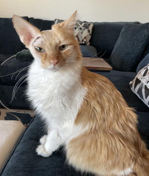orange cat with scar and head sitting on couch