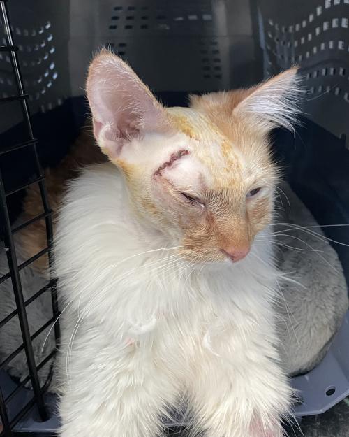 cat with scar on head