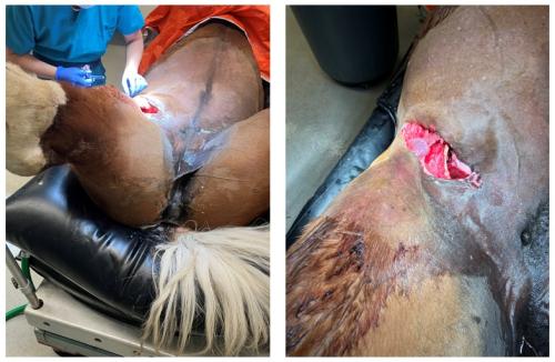 photos showing extensive cut to horse's groin area