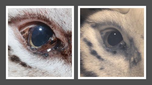 side-by-side photos of a tiger's eye comparing type of photography