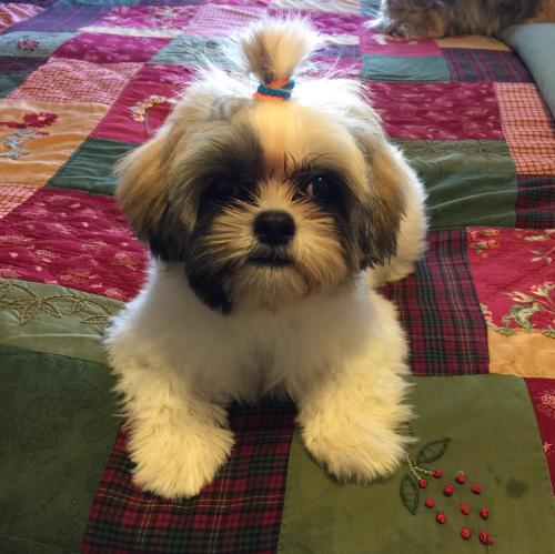 dog with hair in ponytail