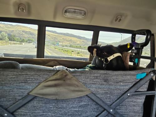 sheep in back seat of car