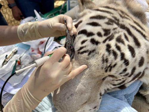 laser procedure being performed on tiger's eyelid