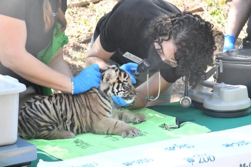 Dr. Yuschenkoff performing veterinary exam on Sumatran tiger
