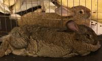 two rabbits