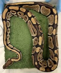 snake wrapped up in confined space