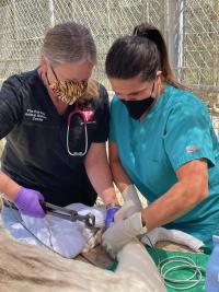 two veterinarians trimming tiger's nails