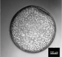 A microscopic photo showing equine in vitro embryo 48hrs after transfer to a recipient mare.