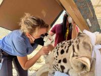 veterinarian examining a tiger's eye
