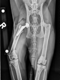 xray showing hip implant