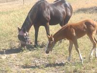 Dark brown mare and chestnut foal grazing in sunlit grassy pasture