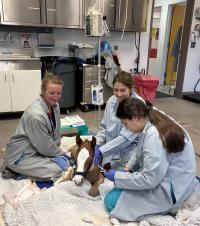 Three students in lab coats tending a small sedated brown foal on blankets in a clinic