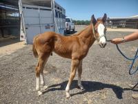 Young chestnut foal with white blaze and socks standing in stable yard, halter and lead held