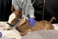 Brown foal lying on clinic bedding while gloved vet listens with stethoscope
