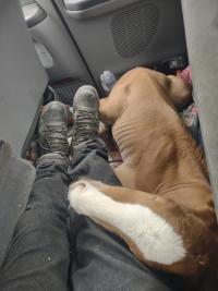 Brown foal in back seat of pick-up truck, resting on passenger's leg between car seats.