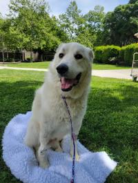 dog sitting on blanket on grass