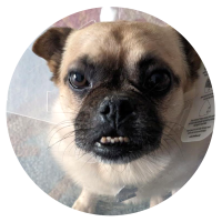 Gizmo -FP Case Study