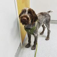 dog waiting by door