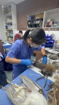 A vet student examining bird bodies on a clinic table.