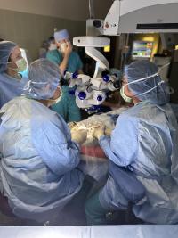 veterinary surgeons looking in microscope over a patient