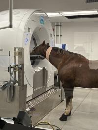 horse standing in CT scanner