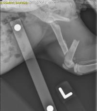 Xray of a kitten leg fracture.