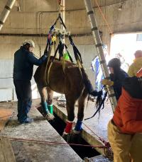 horse in sling being pullied out of a narrow hole in floor