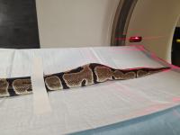 snake's tail end clearly showing bulge