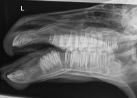 x-ray showing horse's broken jaw