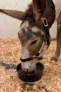 donkey eating