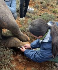 Kellie Sugihara treating wildlife.