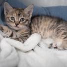 A kitten lying in a bed.