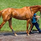 horses on racetrack