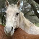 Cooper was treated by several specialty services at the UC Davis veterinary hospital.