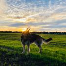 Regnar, a 4-year-old German shepherd belonging to UC Davis veterinarians Drs. Boaz Arzi and Natalia Vapniarsky Arzi, was able to donate blood at the UC Davis veterinary hospital during the COVID-19 pandemic.
