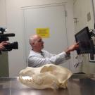 UC Davis veterinarian Dr. Boaz Arzi with 3D printed skull