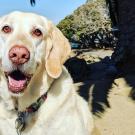 yellow Labrador retriever 