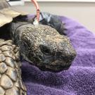 desert tortoise at UC Davis veterinary hospital