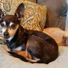 Chihuahua treated for cancer at UC Davis veterinary hospital