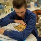 A cat being treated for chronic gingivostomatitis.