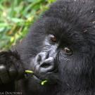 gorilla chewing on plant