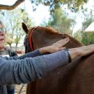 Dementia patient grooming horse