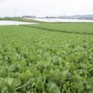 lettuce field