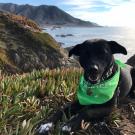 Daisy the dog at the ocean