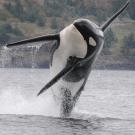 A southern resident killer whale breeches out of the water.