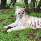 white tiger laying in the grass