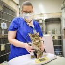 vet tech examining a cat