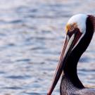 brown pelican